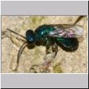 X Trichrysis cyanea - Goldwespe 03c 6mm OS-Wallenhorst-Tongrube-Lehmwand - det.jpg